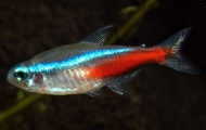 NEONS d\'élevage