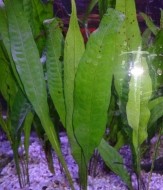 SPECIAL PLANTES