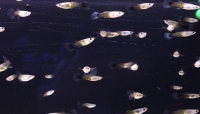 Guppy