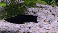 Poecilia latipinna