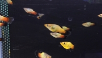 Platy